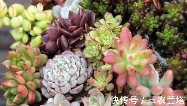 花儿谷|秋天怎么养多肉? 多肉植物秋天怎么养护?