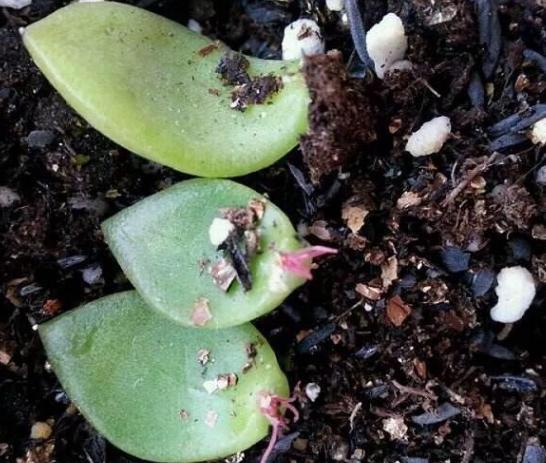 叶插多肉技巧分享掌握4个要点，一片叶子就能生根发芽成株