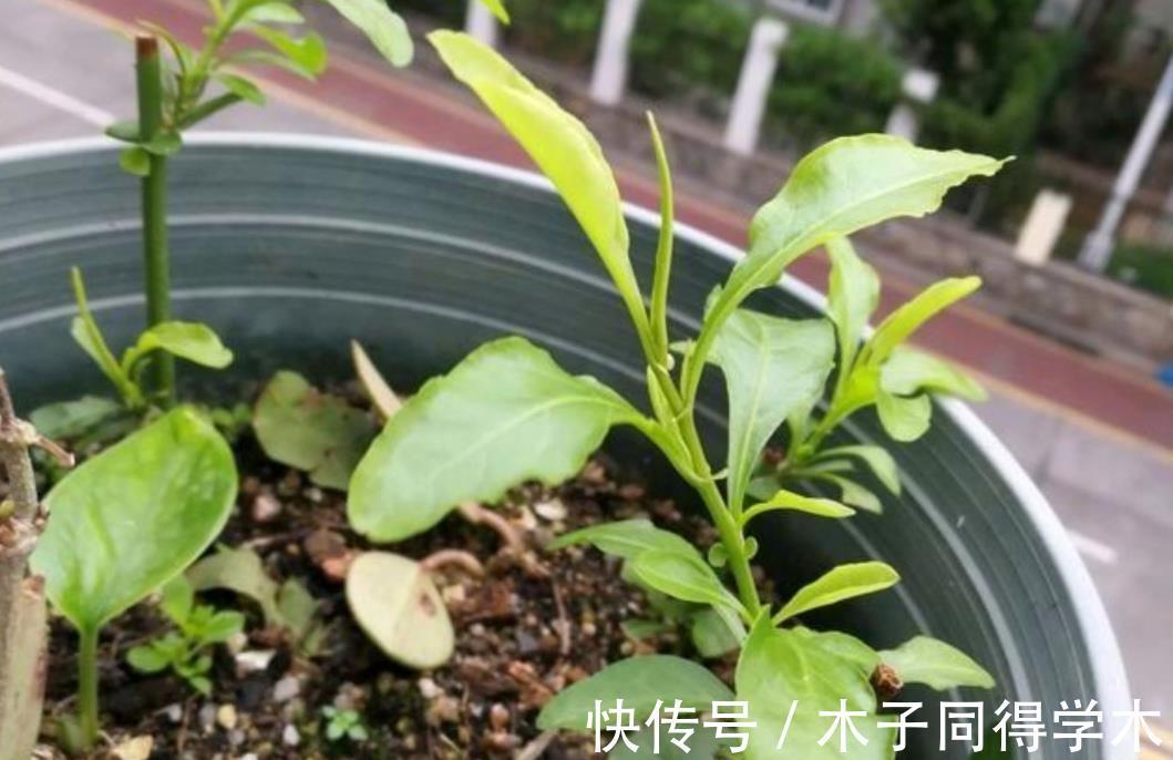 生根|立秋后,建议扦插6种花,温度适宜“利于”生根,成活率高