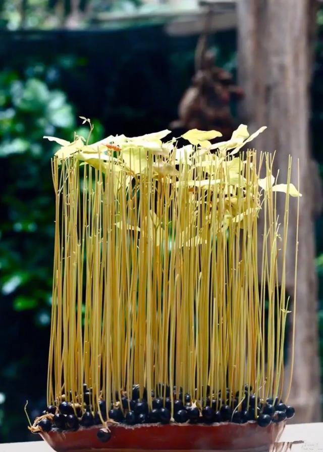 丢一把种子到水里,7天冒出小森林,越热越长个!绿植盆栽不用买