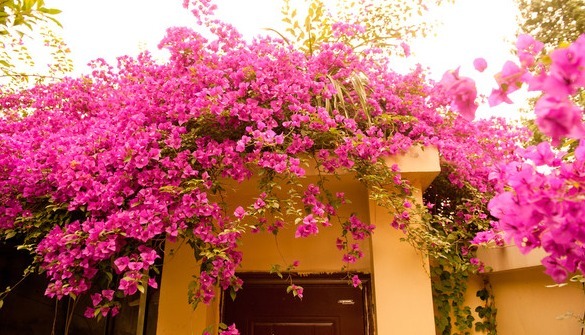 三角梅开花花量小注意这四点，呼呼冒花苞，简简单单爆满盆