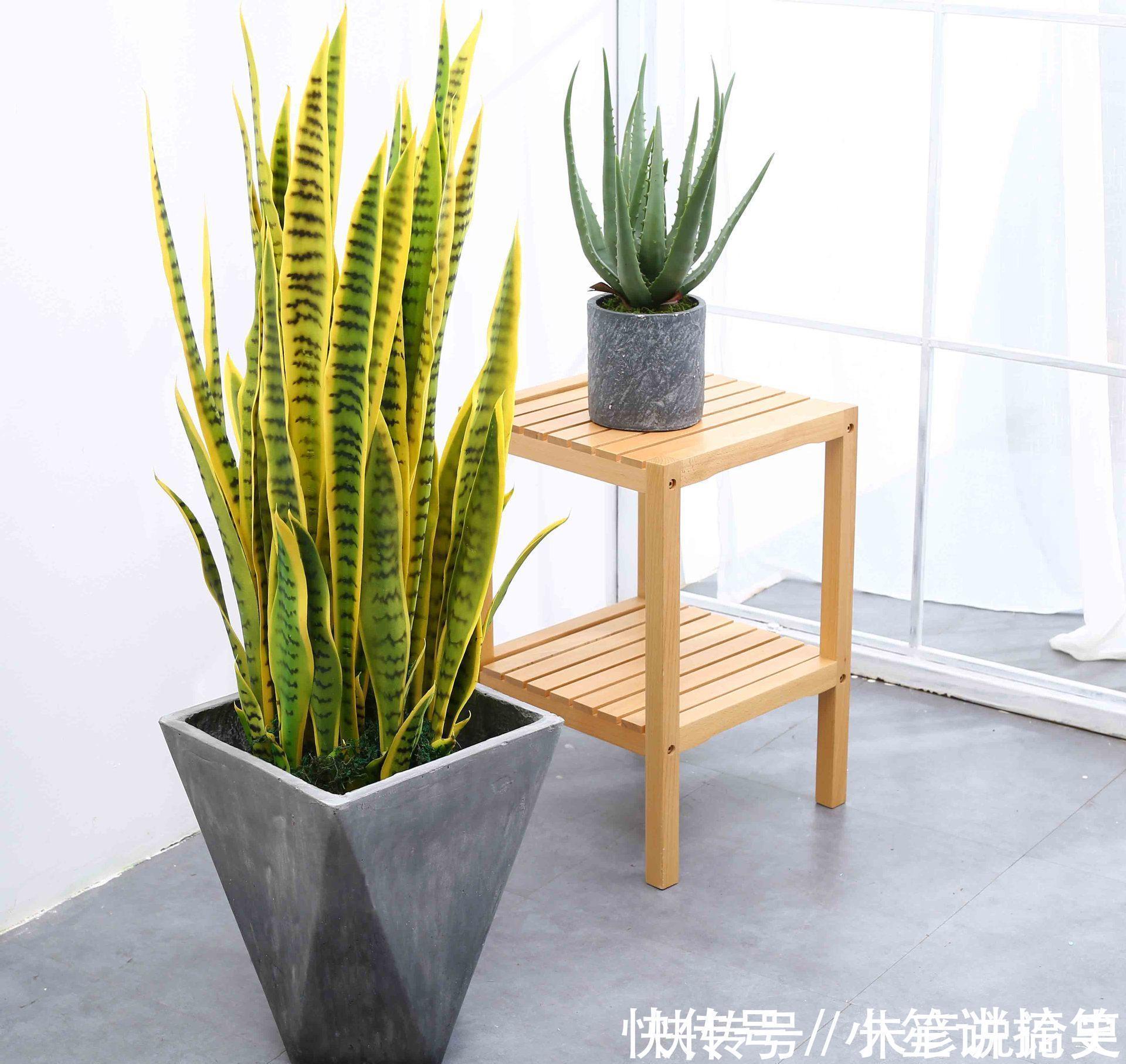 常春藤|家里养什么花,推荐这3种,附带养护技巧
