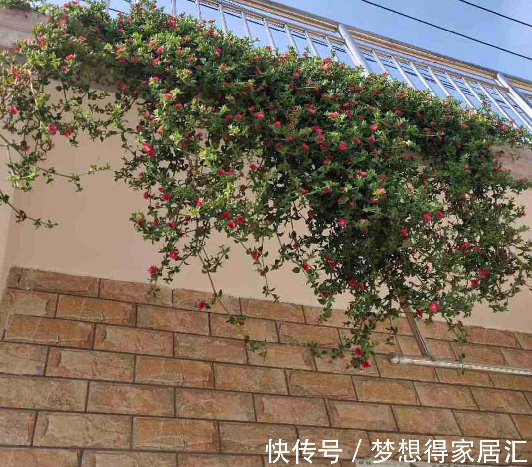 养到烦人的花,盆都不够用,扔掉还很心疼