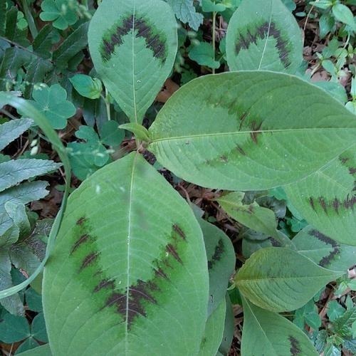 药草|野外一种“化骨草”,吃鱼卡到喉咙,吃个叶子就能好