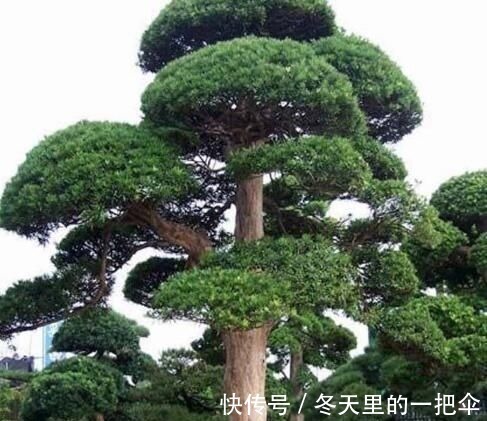 银杏树|家门口种上3棵树,聚气养人旺三代,富贵人家都种了