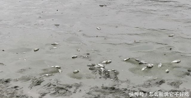 河道|普宁河道干涸,大量繁殖期罗非鱼搁浅河道,有人一筐筐捞走