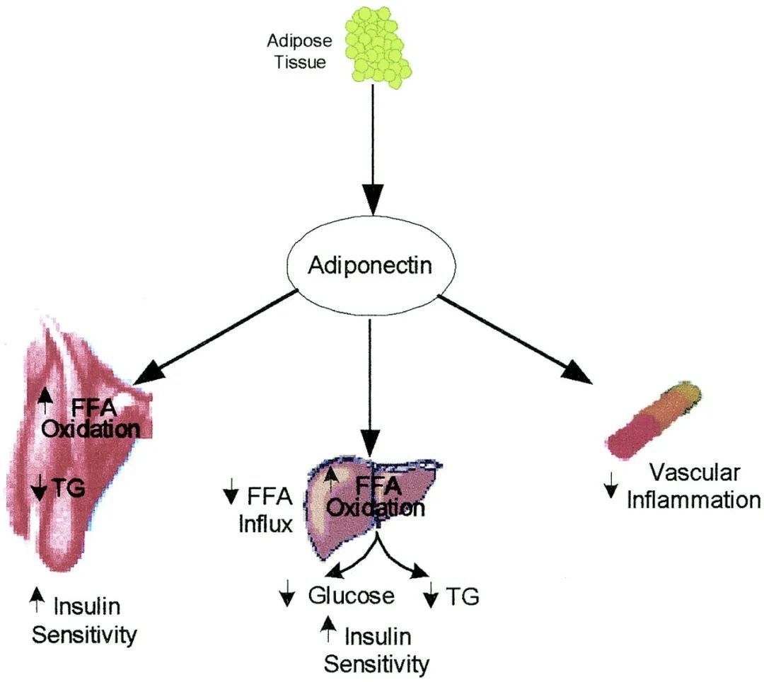 肉肉|那些减掉半个自己的人，后来都怎么样了？