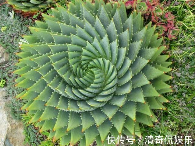 侧芽|养芦荟,“脾气”爆,一言不合爆满小崽,砍掉小芽变“大树”