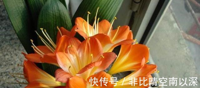 养君子兰,浇1杯“营养液”,7天冒花苞,花朵鲜艳,越长越美!