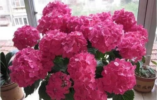 鸡蛋壳养花,用对了才是好花肥,出错了就烂根,养一盆死一盆!