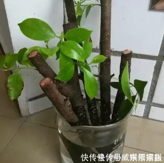 养花|2种小药片，砸碎扔水里浇花，不烂根，不黄叶，花卉越长越旺