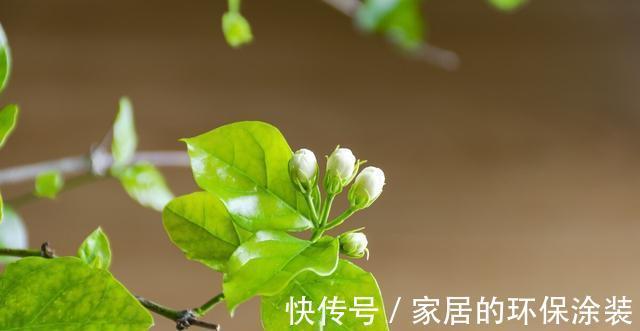 淋雨|下雨天,勤快些,把这些花搬到室外去,多淋雨,生长旺盛,开花多