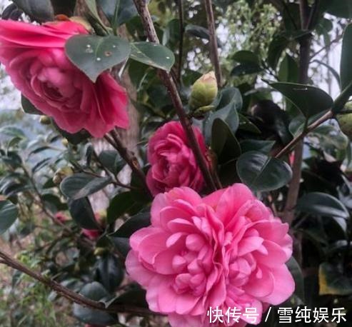 花苞|秋季给茶花换盆,1个“细节”别忽略,快速服盆,花苞蹭蹭冒