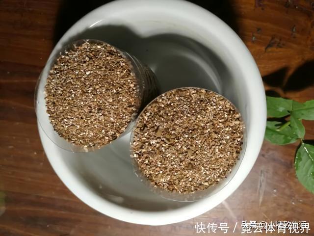 花友|玩扦插有2个难点,试试这个小方法,1月长出“大白腿”,成活高?