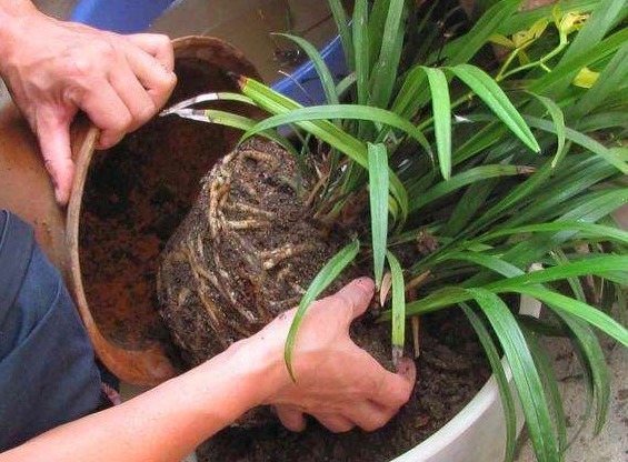 盆土|花盆里放一个小玩意,盆土常年透气不板结,盆栽长得壮开花多