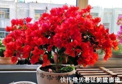 养花就浇“1种水”,盆土不板结,叶绿花还多,比施肥强得多!