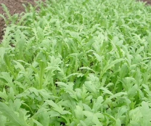 脸上|女人不想老得快,脸上爬满皱纹,4种蔬菜,调节内分泌,美容养颜