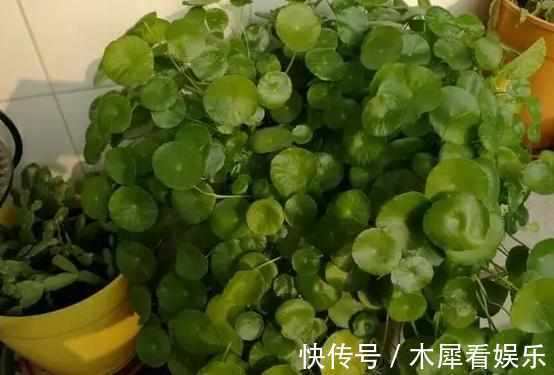 新手|快死的花这样剪,3天保证活,学会就是大神,新手想想就很激动