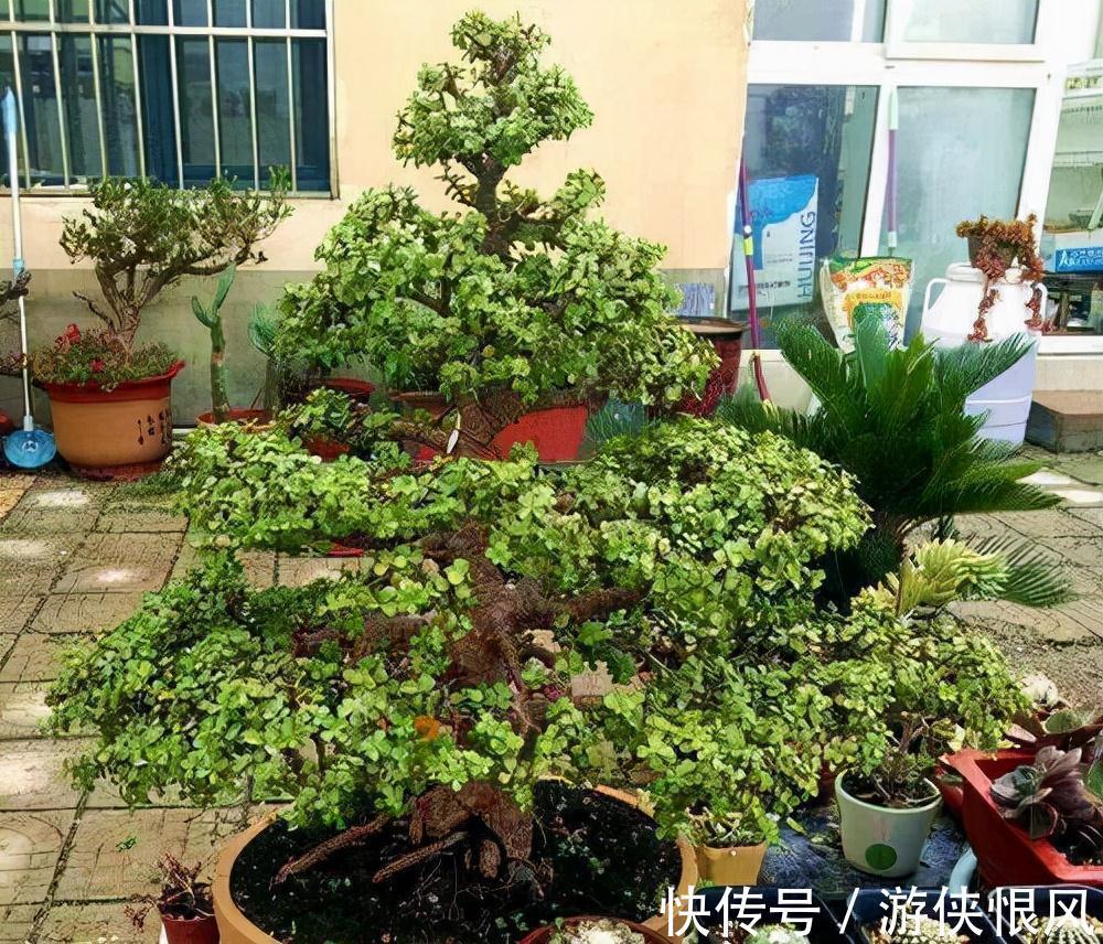 有机肥|金枝玉叶有6怕,难怪叶片哗哗掉,避开枝叶紧凑,二三年成老桩