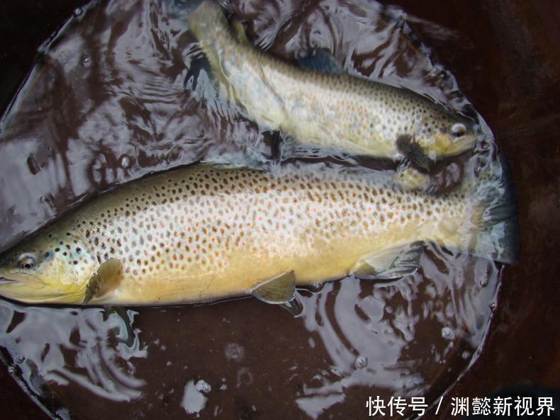 中国|中国的四种高级食材,你都吃过么