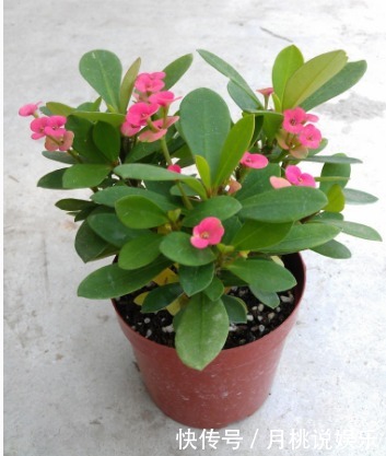 盆栽|家里养这4种懒人花卉盆栽,好养易活好爆盆,最后一种人人都喜欢