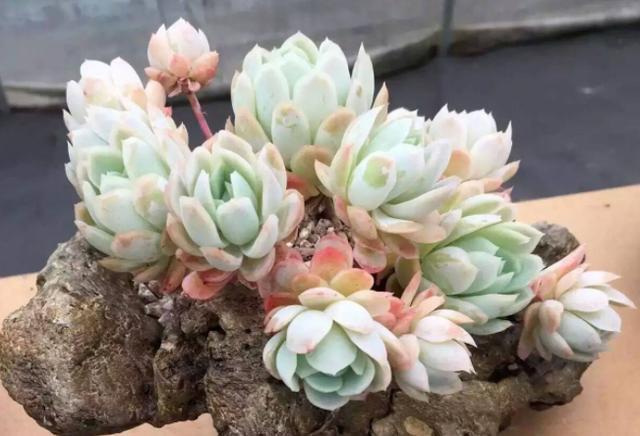 多肉冰梅养护,操作简单,夏季叶子五彩缤纷,做到3点轻松爆盆