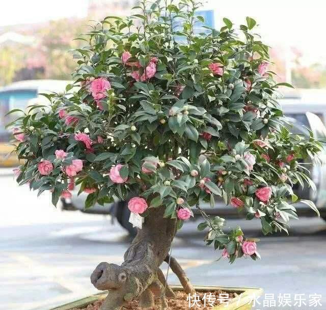根多|抓住茶花“生长规律”,再来点养花“套路”,养好茶花没那么难!