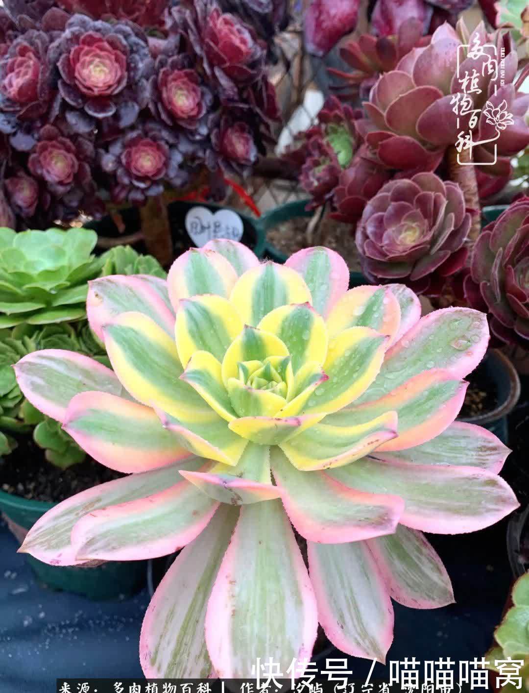 美杜莎|偶然相遇多肉,却成为心中挚爱!