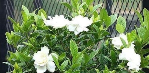 养花|判断花土是酸性还是碱性,知道这四个细节,尤其第一点养花太好用