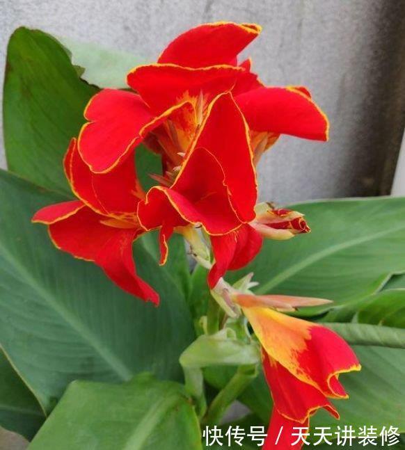 4种花很适合养客厅,高贵优雅,随便一养成花海,能开300多天!