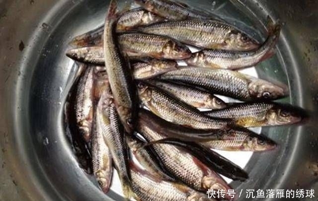 鲜美|深山山涧,钓上一盆这鱼,味道很鲜美,知道是什么鱼吗
