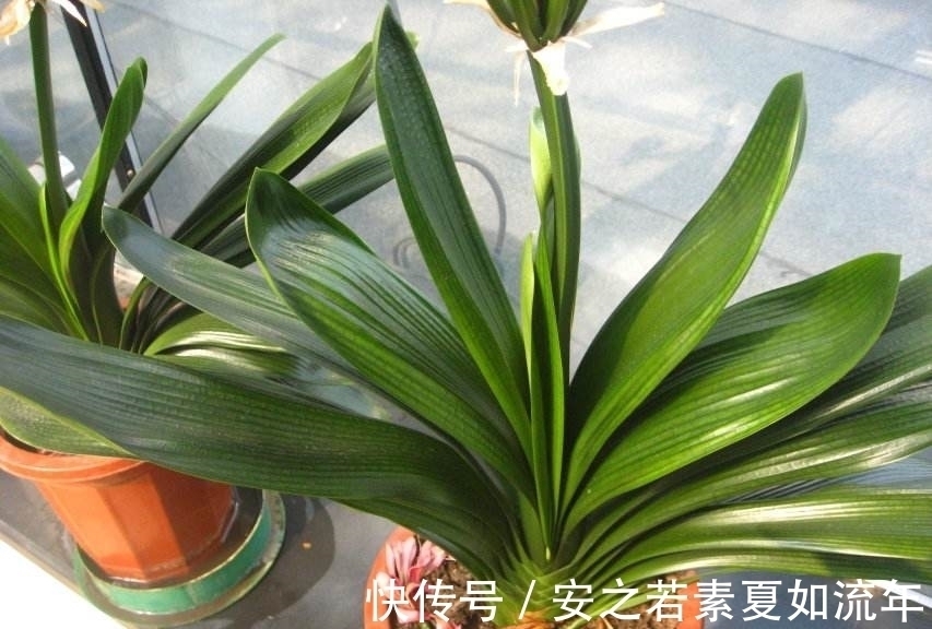 叶片怕水的6种花,浇水最好直接“灌”,不然黄叶、烂心又黑腐