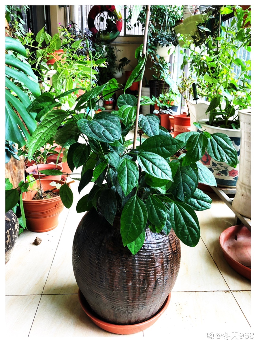 爷爷的破茶壶,全被我拿来养花,省下大笔花盆钱!