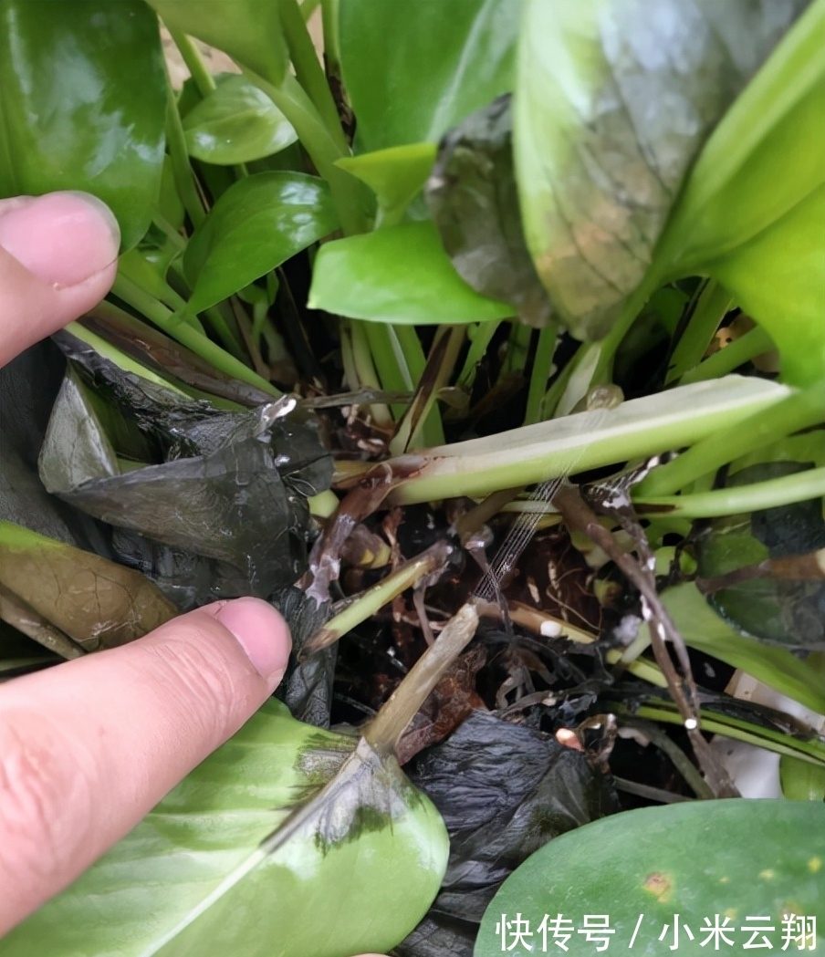 绿萝烂根的原因，如何预防？你永远也不知道的行业秘密