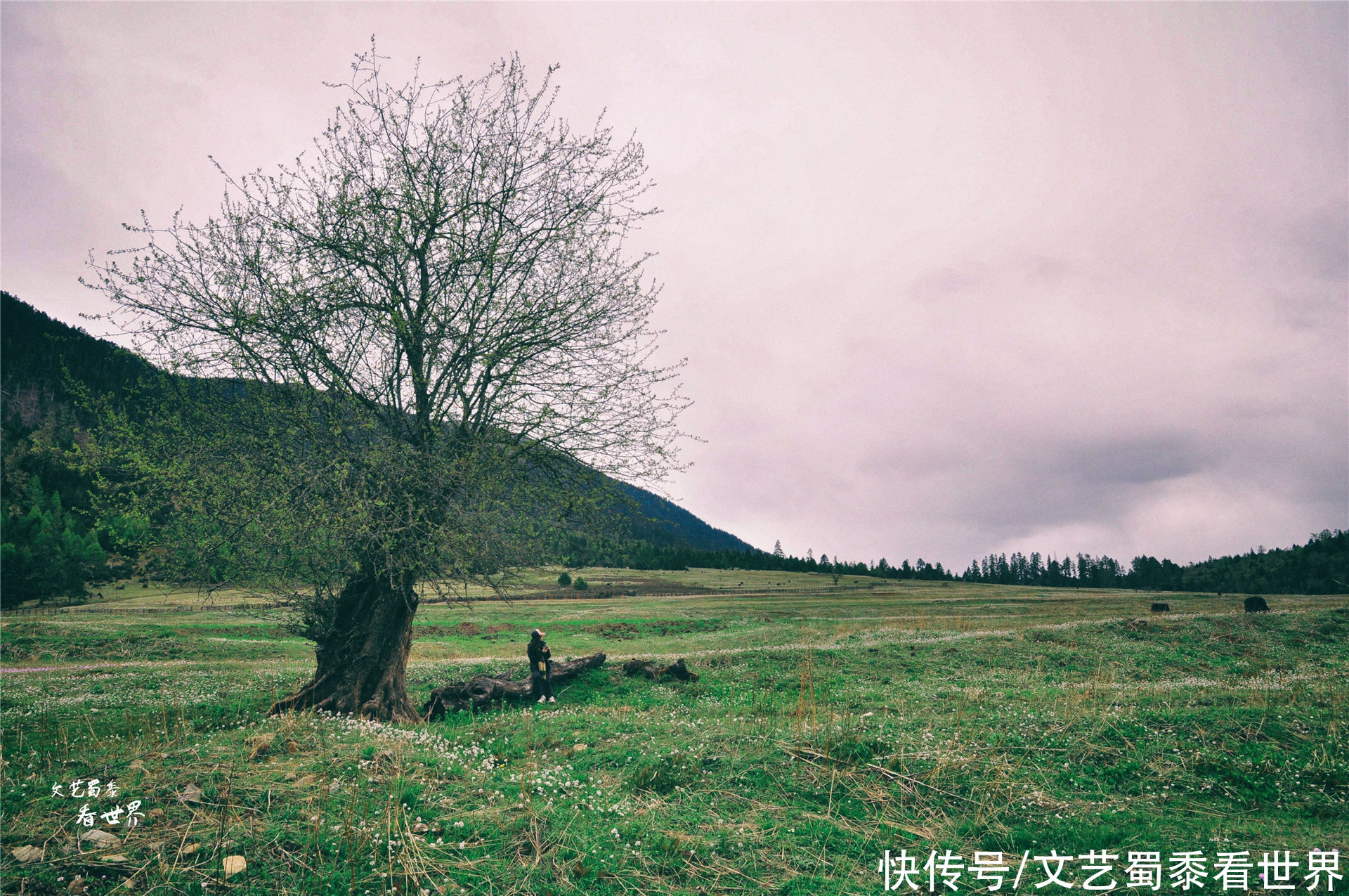 在川藏线上有一个仙境一样的村庄，鲁朗扎西岗村，去过的人并不多