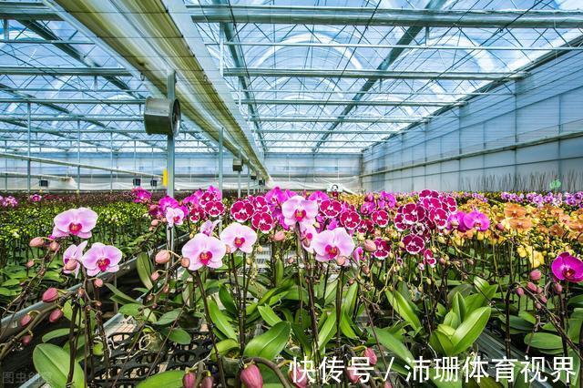 茎杆|老花匠直言：5种花建议去当地花市购买，能不网购尽量别网购
