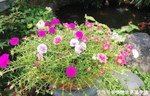 养花|阳台养花,就选这几种,一个月不浇水,也能打鸡血似的开满花!