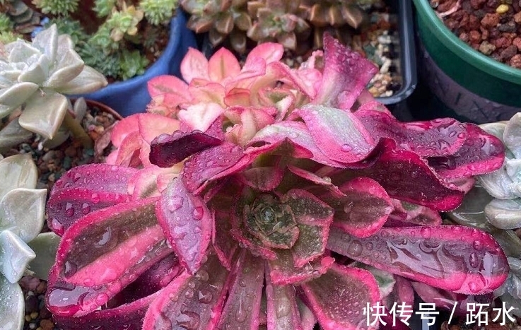 多肉小盆换大盆不脱土行吗?理论上可以,但建议脱土修根重栽为佳