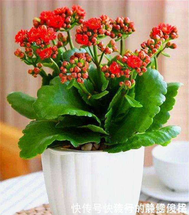 长寿花花后养护很重要,3件事越早做越好,下次开花准爆盆