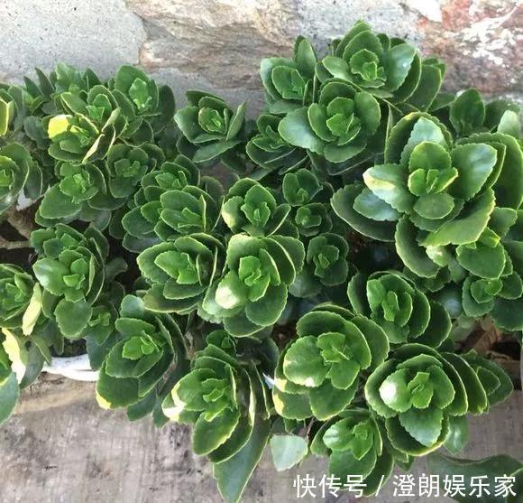 5种花快扦插,生根超快,1周长出大白根,新手也能插得活