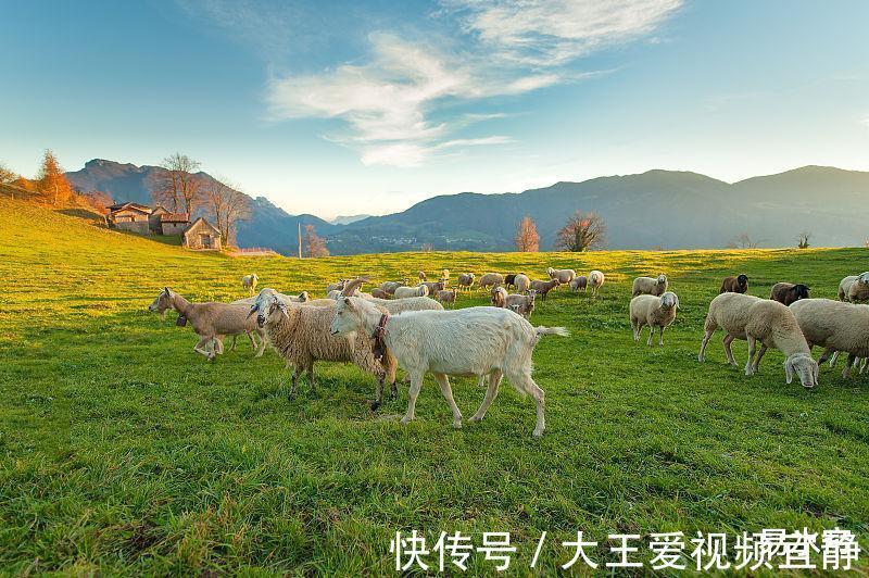 生肖羊迎来运势大逆转，遇事逢凶化吉，财运水涨船高可赚不少钱财