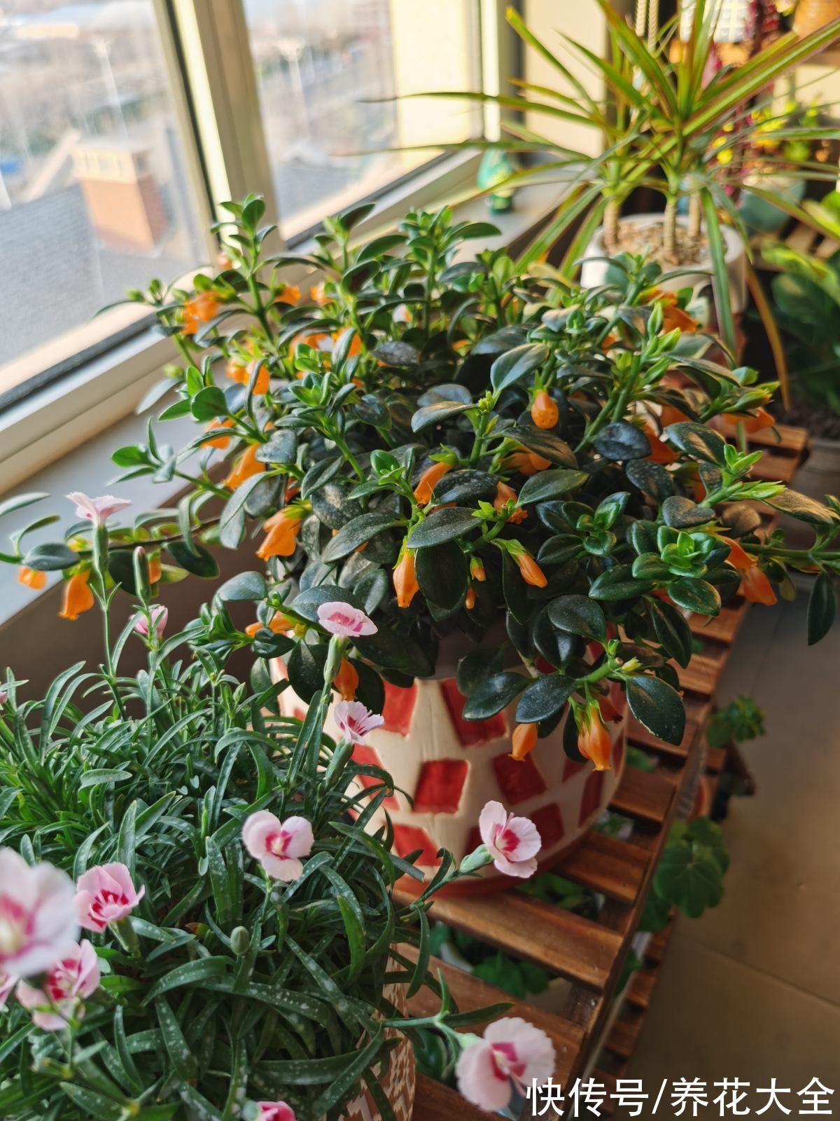 1种吊兰长得像“金鱼”,5个步骤学起来,养出满盆“可爱小金鱼”