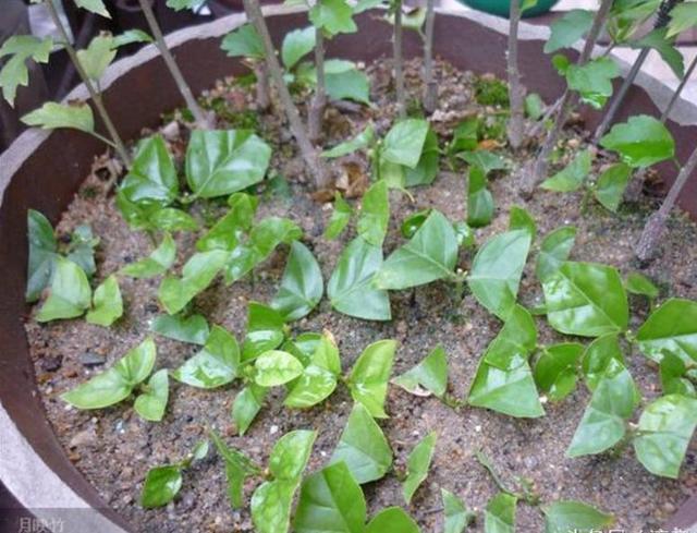 趁这个秋天，在家扦插6种花，一插就能活，一活就爆盆