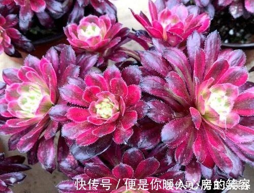 群生|3种多肉植物，号称“爆崽小能手”，上色美长满盆，养成群生老桩