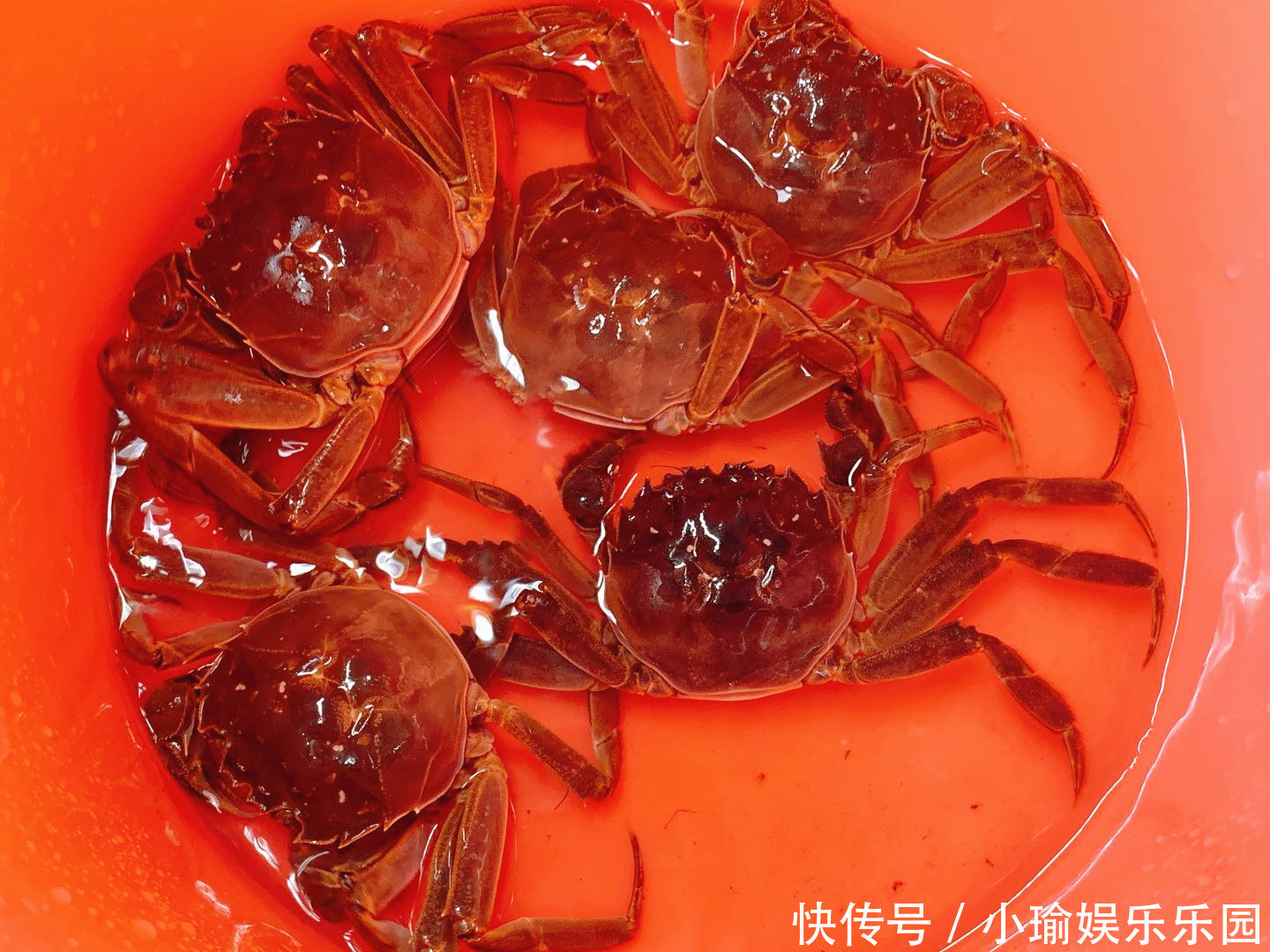 保存螃蟹时,放冰箱就错了!渔民:教您1妙招,放一周都是鲜活的