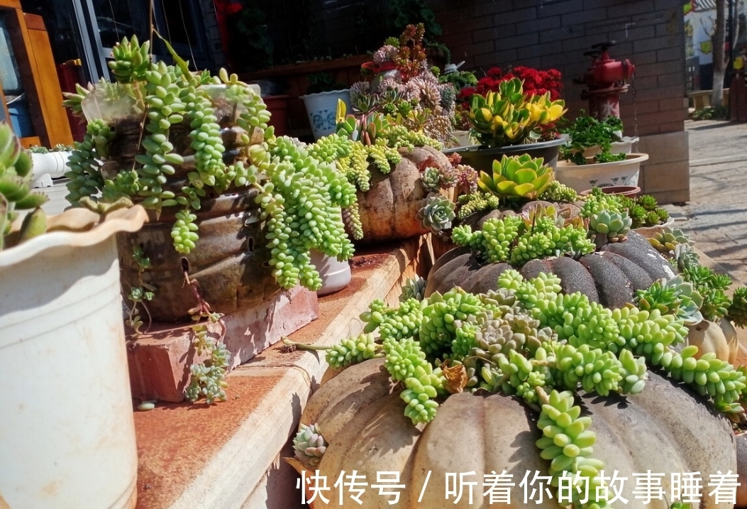 春天栽种多肉植物,做好5个“不”,棵棵长成小胖球