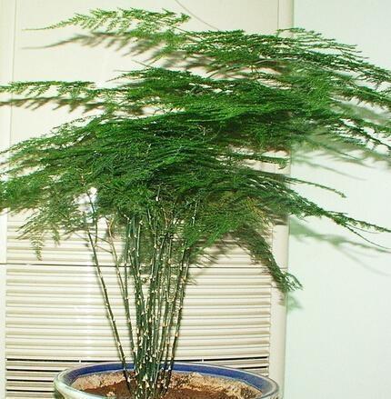 黄叶|文竹爱黄叶，学了这5招，叶子绿的滴油，蹭蹭长到巨无霸！