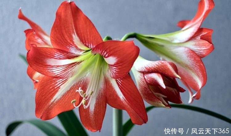 春天就养这“5种花”,丢盆里猛长,开花多又美,一整年开花!