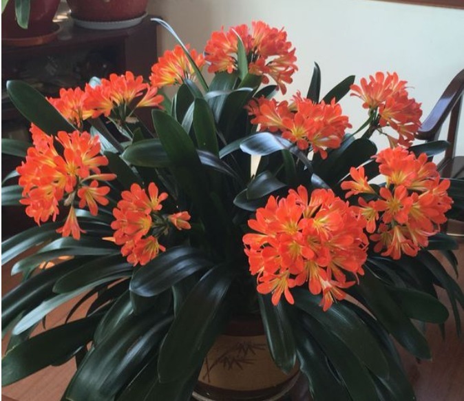 君子兰不开花淘米水兑点“黄水水”,花箭冒出来,1次开出10朵