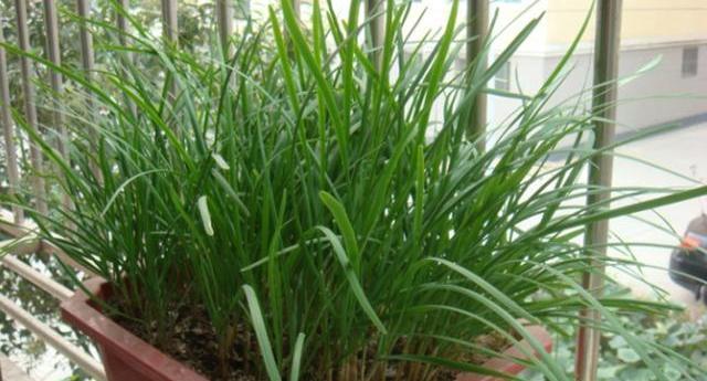 阳台种韭菜,用此“方法”,多割三五茬,安全无公害,全家吃不够
